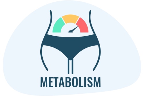 Blog Image: PLVAP Switch May Boost Metabolism