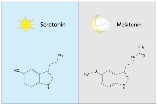 Blog Image: Melatonin Pathways for Regulating Sleep-Wake Cycles