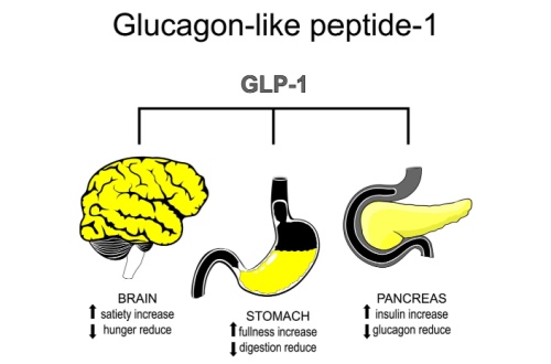 best food to eat on semaglutide list of foods while what a Here's Our Favorite Taking When Taking Semaglutide – What to Eat on Semaglutide Foods- GLP 1's: Ozempic, – CC Upsell Buy Retatrutide in Bangkok SIZE:30mg