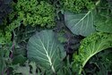 Blog Image: Protein First Vegetables to Boost Metabolic Health