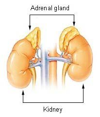 Blog Image: Stress and Weight Gain Blog Image: Stress and Weight Gain