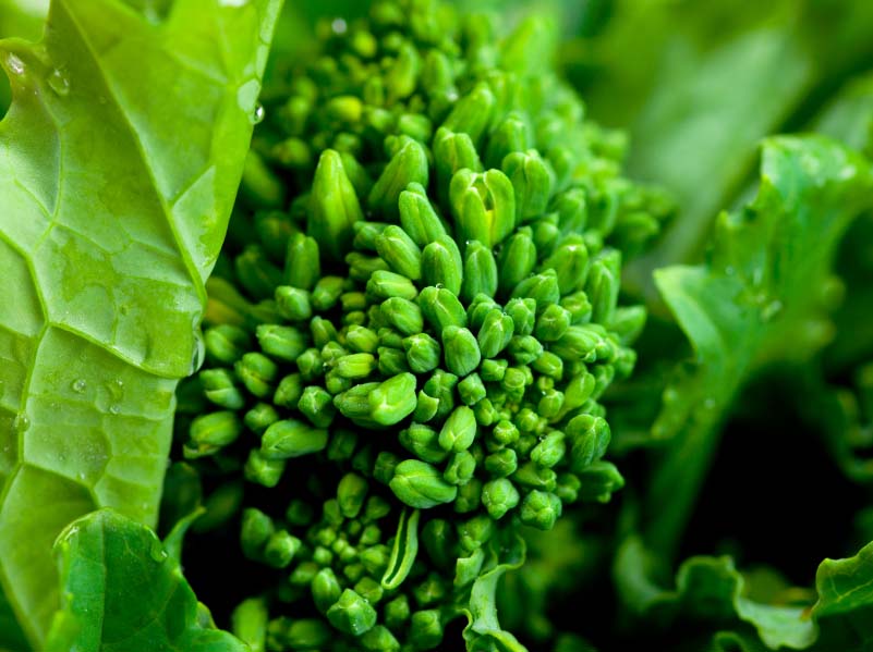 Broccoli Rabe A VitaminK Powerhouse
